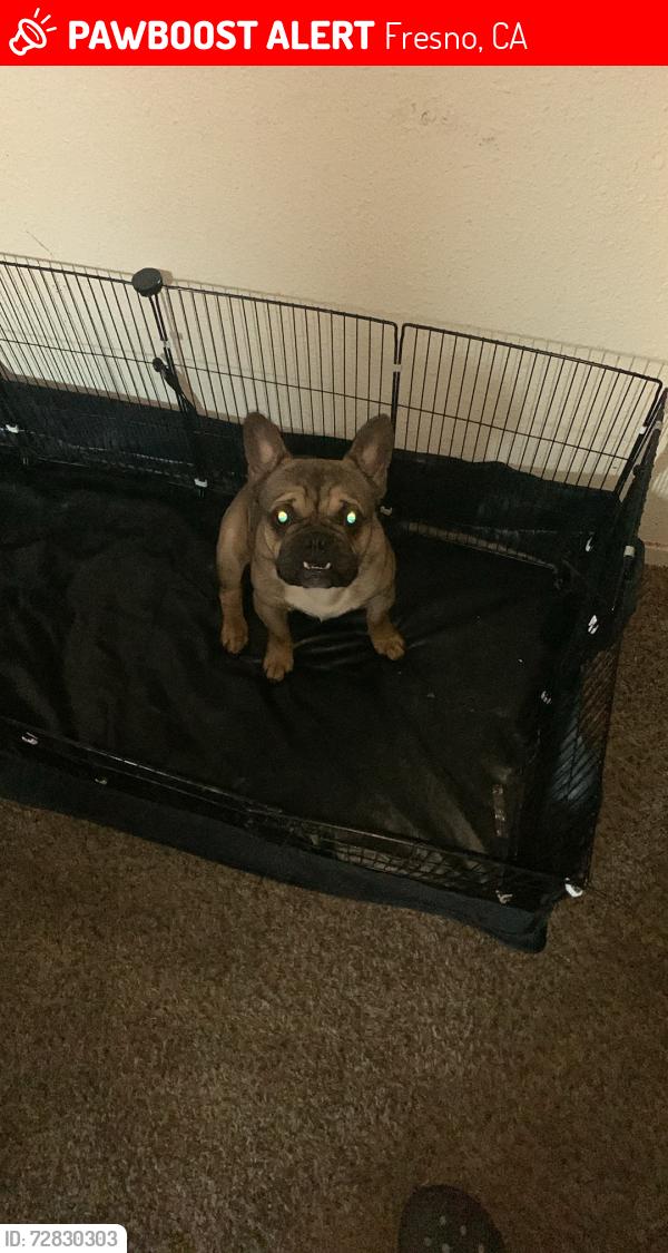 Lost Male Dog last seen Herndon and milburn, Fresno, CA 93722