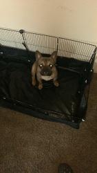 Lost Male Dog last seen Herndon and milburn, Fresno, CA 93722
