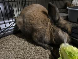 Lost Male Rabbit last seen wyandotte ave, Springdale, AR 72764
