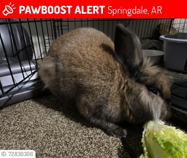Lost Male Rabbit last seen wyandotte ave, Springdale, AR 72764