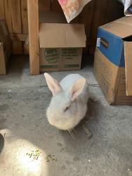 Found/Stray Unknown Rabbit last seen Sumatra St and Seminole Way, Hayward, CA 94544
