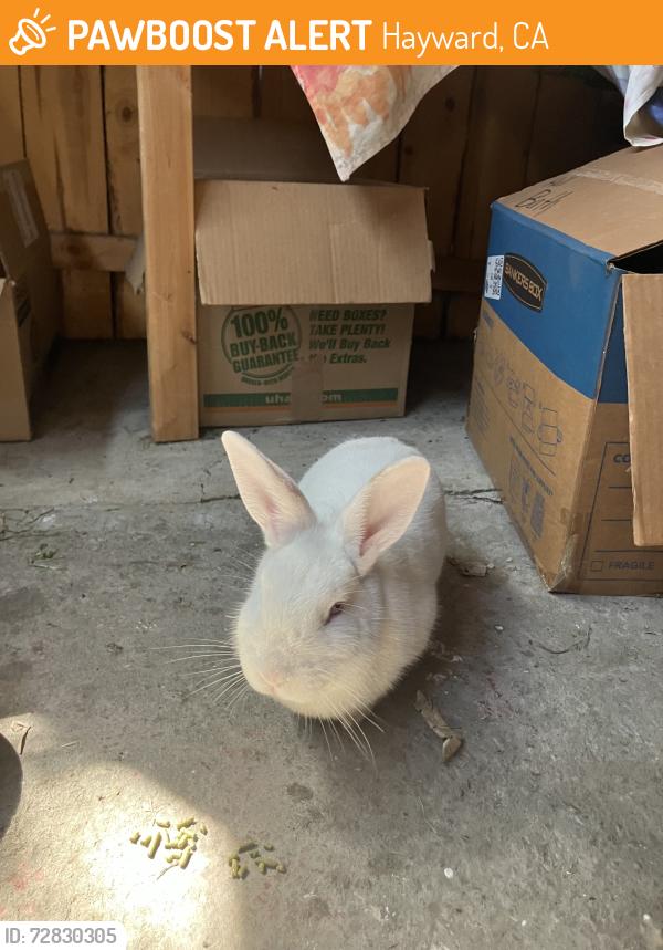 Found/Stray Unknown Rabbit last seen Sumatra St and Seminole Way, Hayward, CA 94544