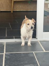 Found/Stray Female Dog last seen Fire mountain dr, Oceanside, CA 92054