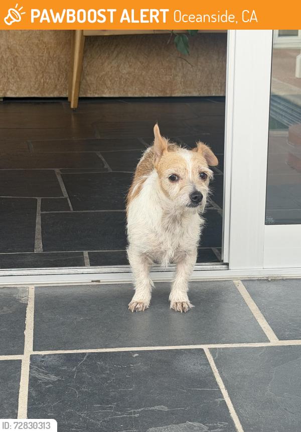 Found/Stray Female Dog last seen Fire mountain dr, Oceanside, CA 92054