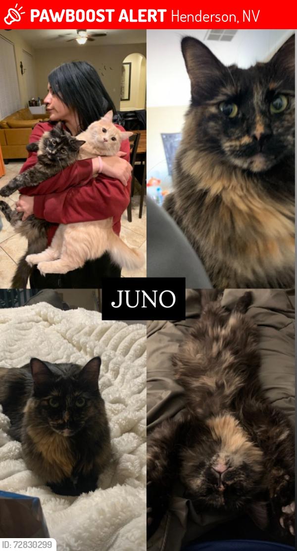 Lost Female Cat last seen Racetrack and Zurich, Henderson, NV 89015