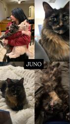 Lost Female Cat last seen Racetrack and Zurich, Henderson, NV 89015
