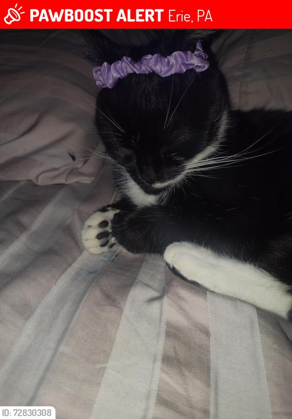 Lost Female Cat last seen Erie pa , Erie, PA 16510
