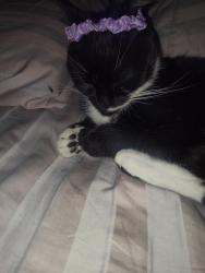 Lost Female Cat last seen Erie pa , Erie, PA 16510