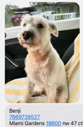 Lost Male Dog last seen Nw 191 street , Miami Gardens, FL 33056