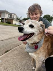 Found/Stray Male Dog last seen clover road, Moore, OK 73160