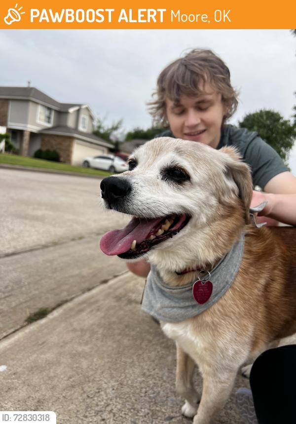 Found/Stray Male Dog last seen clover road, Moore, OK 73160