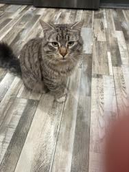 Lost Male Cat last seen Nona, Highland, CA 92346