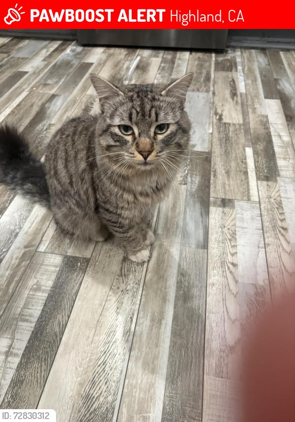 Lost Male Cat last seen Nona, Highland, CA 92346
