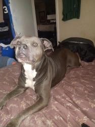 Lost Female Dog last seen Violet and leopard  in annaville , Corpus Christi, TX 78410