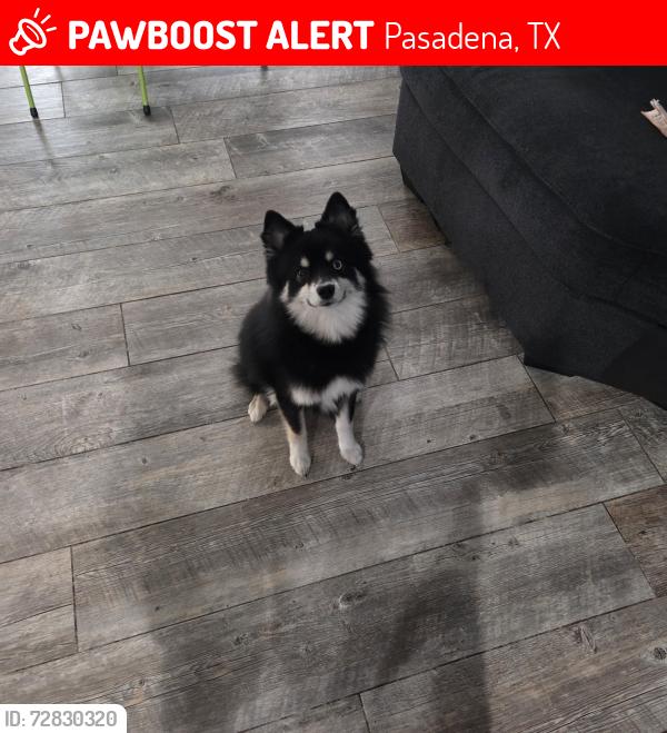 Lost Male Dog last seen Near briarwood dr Pasadena tx 77502, Pasadena, TX 77502