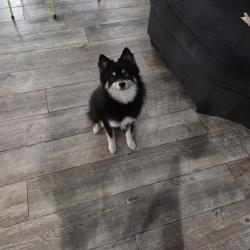 Lost Male Dog last seen Near briarwood dr Pasadena tx 77502, Pasadena, TX 77502