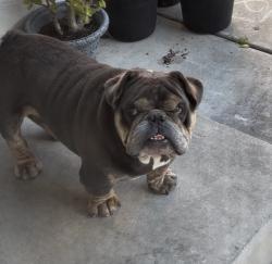 Found/Stray Male Dog last seen Near 64th Avenue , Oakland, CA 94605