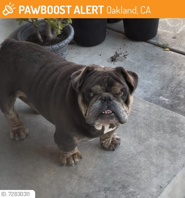 Found/Stray Male Dog last seen Near 64th Avenue , Oakland, CA 94605