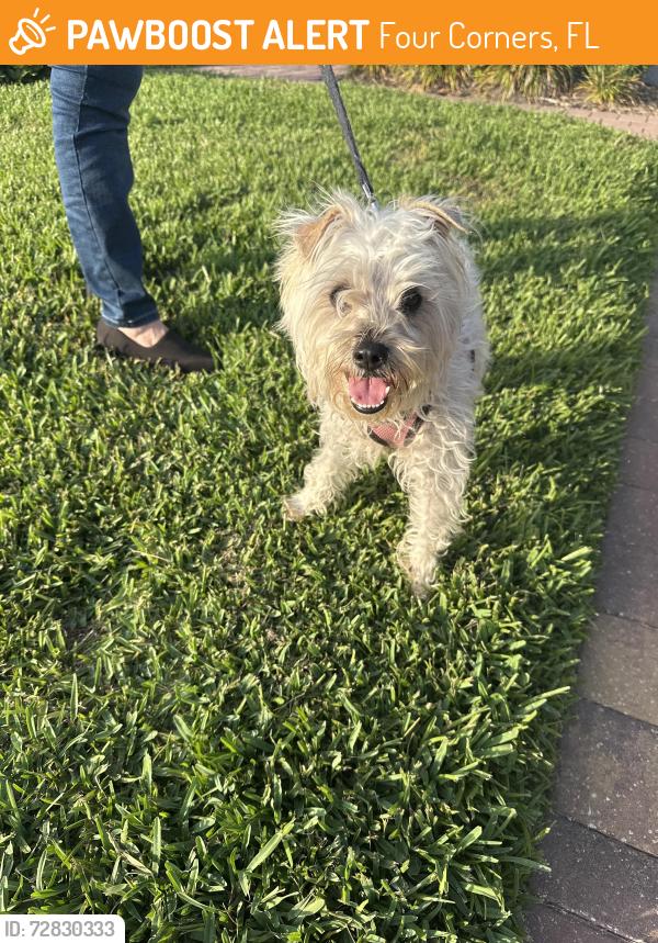 Found/Stray Female Dog last seen Marbella Way Davenport , Four Corners, FL 33897