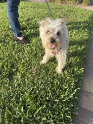 Found/Stray Female Dog last seen Marbella Way Davenport , Four Corners, FL 33897