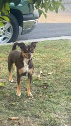 Found/Stray Male Dog last seen Near Saint Gertrude in front of a blue big hse , Santa Ana, CA 92707
