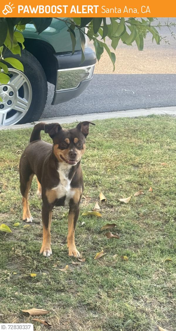 Found/Stray Male Dog last seen Near Saint Gertrude in front of a blue big hse , Santa Ana, CA 92707