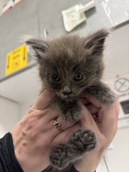 Shelter Stray Female Cat last seen Oakland, CA 94601, Oakland, CA 94601