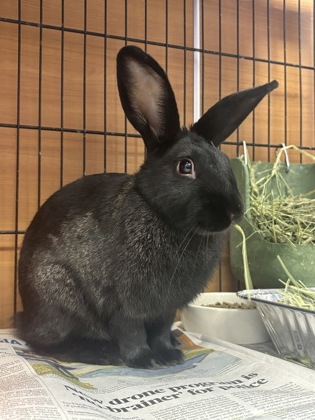 Shelter Stray Female Rabbit last seen Near Highbury Way Lithonia, GA 30038, 30038, GA, Atlanta, GA 30341