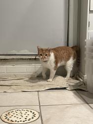 Found/Stray Unknown Cat last seen 14th St NW and Girard St NW, Washington, DC 20009