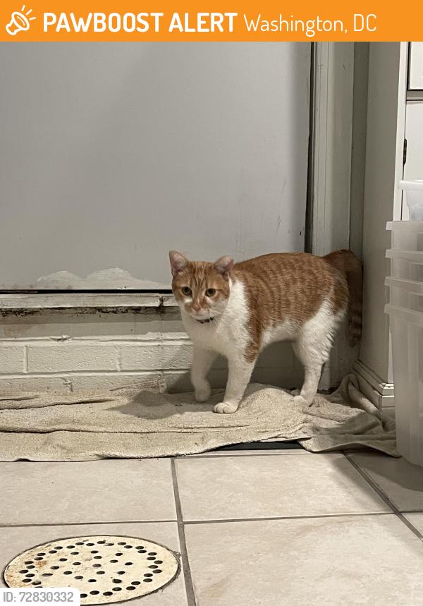 Found/Stray Unknown Cat last seen 14th St NW and Girard St NW, Washington, DC 20009