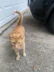 Lost Male Cat last seen 115th St and S Natoma Ave , Worth, IL 60482