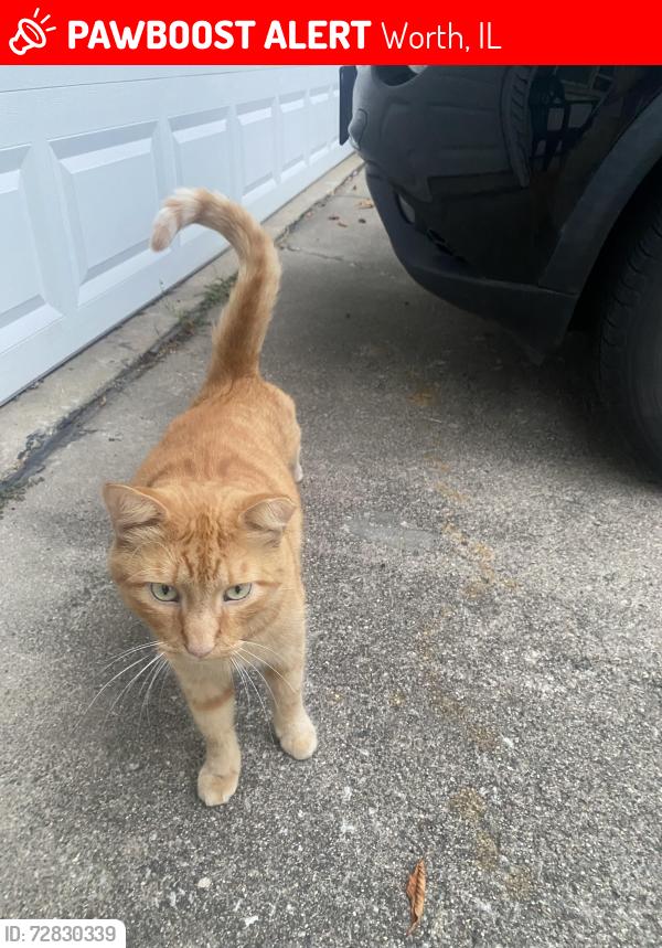 Lost Male Cat last seen 115th St and S Natoma Ave , Worth, IL 60482