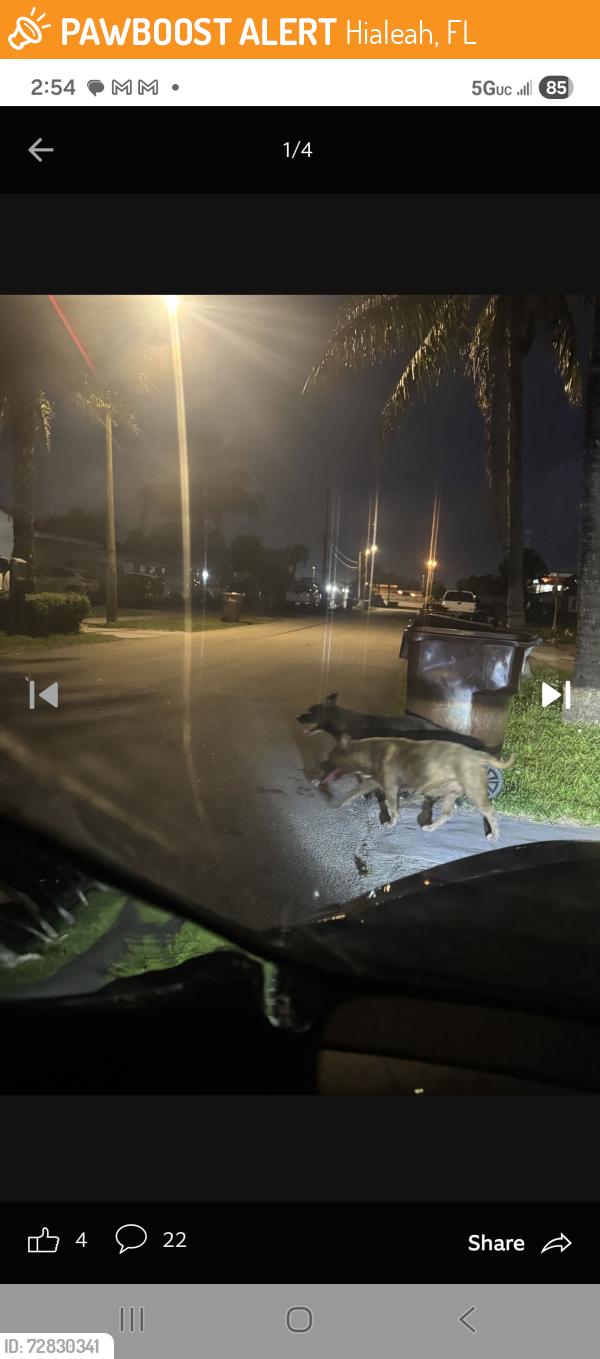 Found/Stray Unknown Dog last seen Hialeah , Hialeah, FL 33010