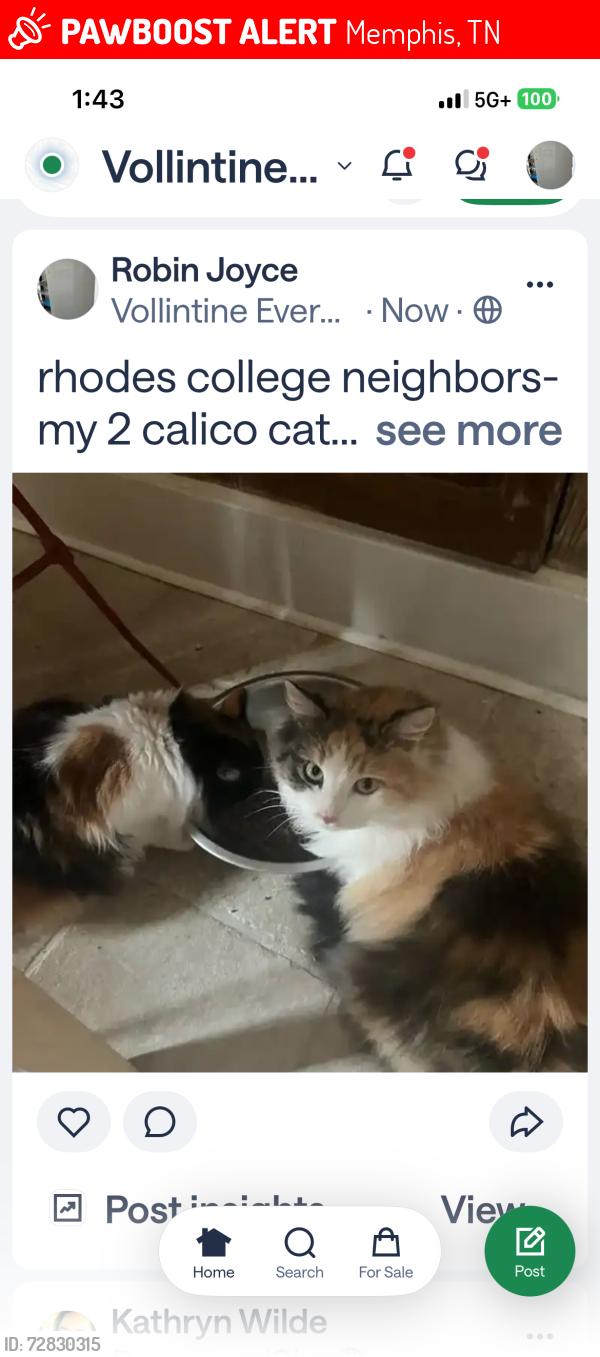 Lost Female Cat last seen lyndale between barksdake and mclean , Memphis, TN 38107