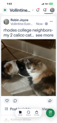 Lost Female Cat last seen lyndale between barksdake and mclean , Memphis, TN 38107