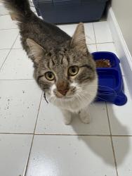 Found/Stray Male Cat last seen Western and California , Chicago, IL 60629