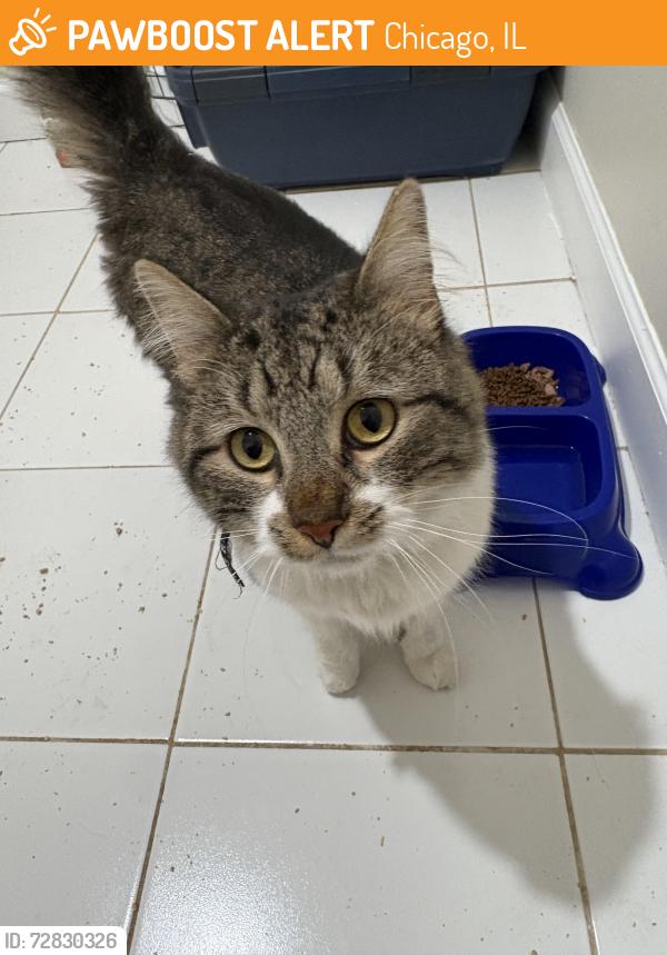 Found/Stray Male Cat last seen Western and California , Chicago, IL 60629