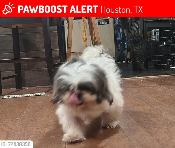 Lost Male Dog last seen Hemsptead , Houston, TX 77092