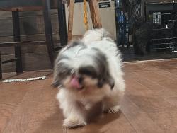Lost Male Dog last seen Hemsptead , Houston, TX 77092