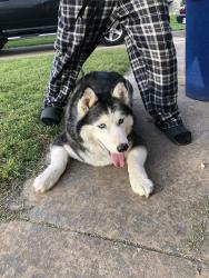 Found/Stray Unknown Dog last seen 61st & Peoria, Tulsa, OK 74105