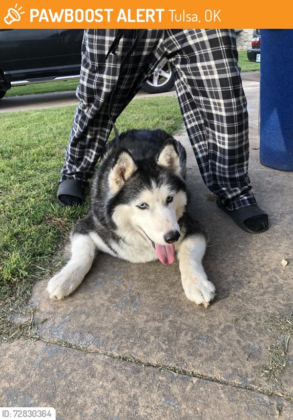 Found/Stray Unknown Dog last seen 61st & Peoria, Tulsa, OK 74105