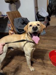 Found/Stray Male Dog last seen Old Logan/blue valley, Berne Township, OH 43130