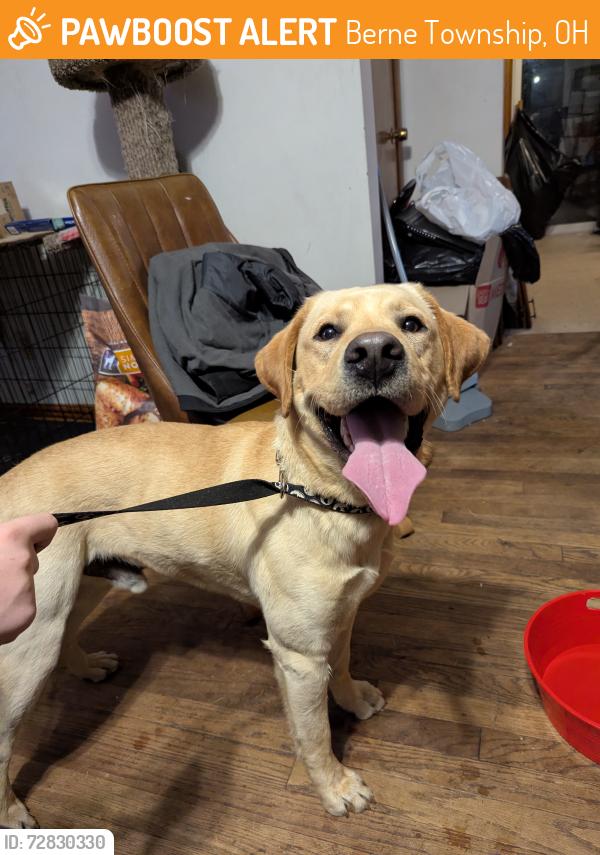 Found/Stray Male Dog last seen Old Logan/blue valley, Berne Township, OH 43130