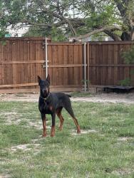 Lost Male Dog last seen High crest , McKinney, TX 75072