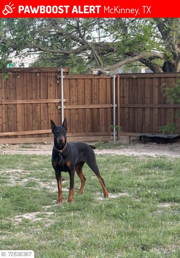 Lost Male Dog last seen High crest , McKinney, TX 75072