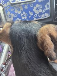 Found/Stray Male Dog last seen Cross rd Richmond , Jasmine Estates, FL 34668