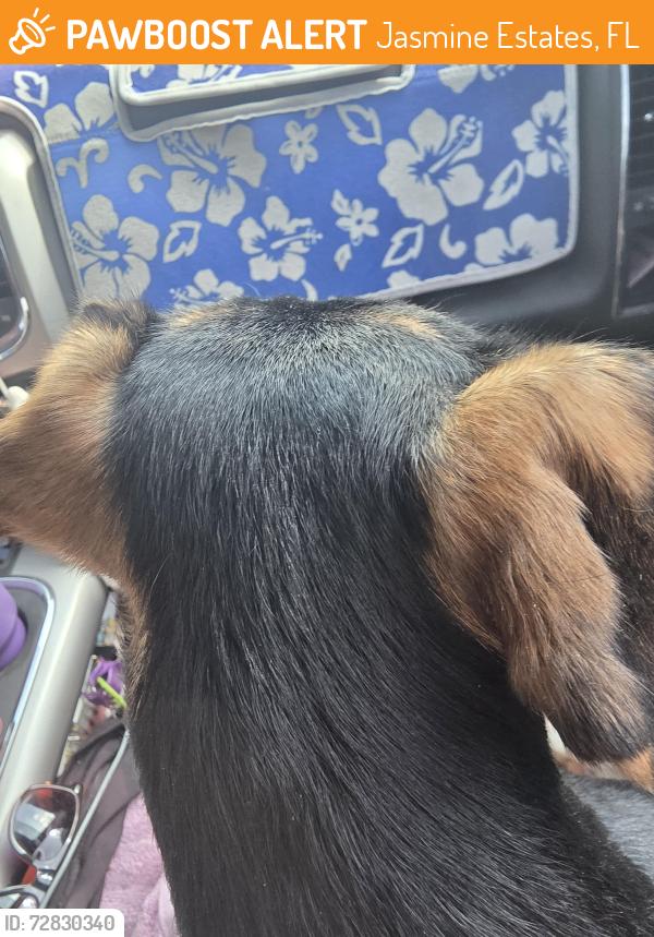 Found/Stray Male Dog last seen Cross rd Richmond , Jasmine Estates, FL 34668