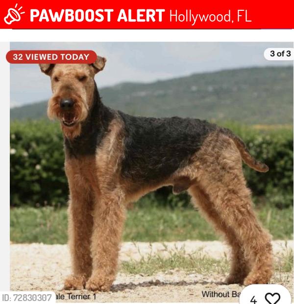 Lost Male Dog last seen KOA Hollywood campground, Hollywood, FL 33021