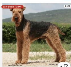Lost Male Dog last seen KOA Hollywood campground, Hollywood, FL 33021