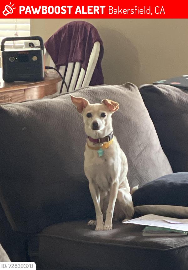 Lost Female Dog last seen Panarama , Bakersfield, CA 93305